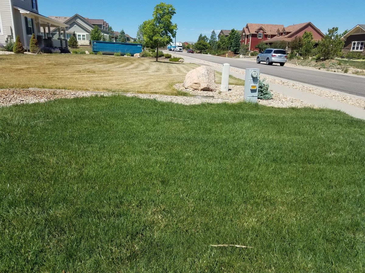 Our Lawn Grass VS Bluegrass Summer A1 Affordable Hydroseed