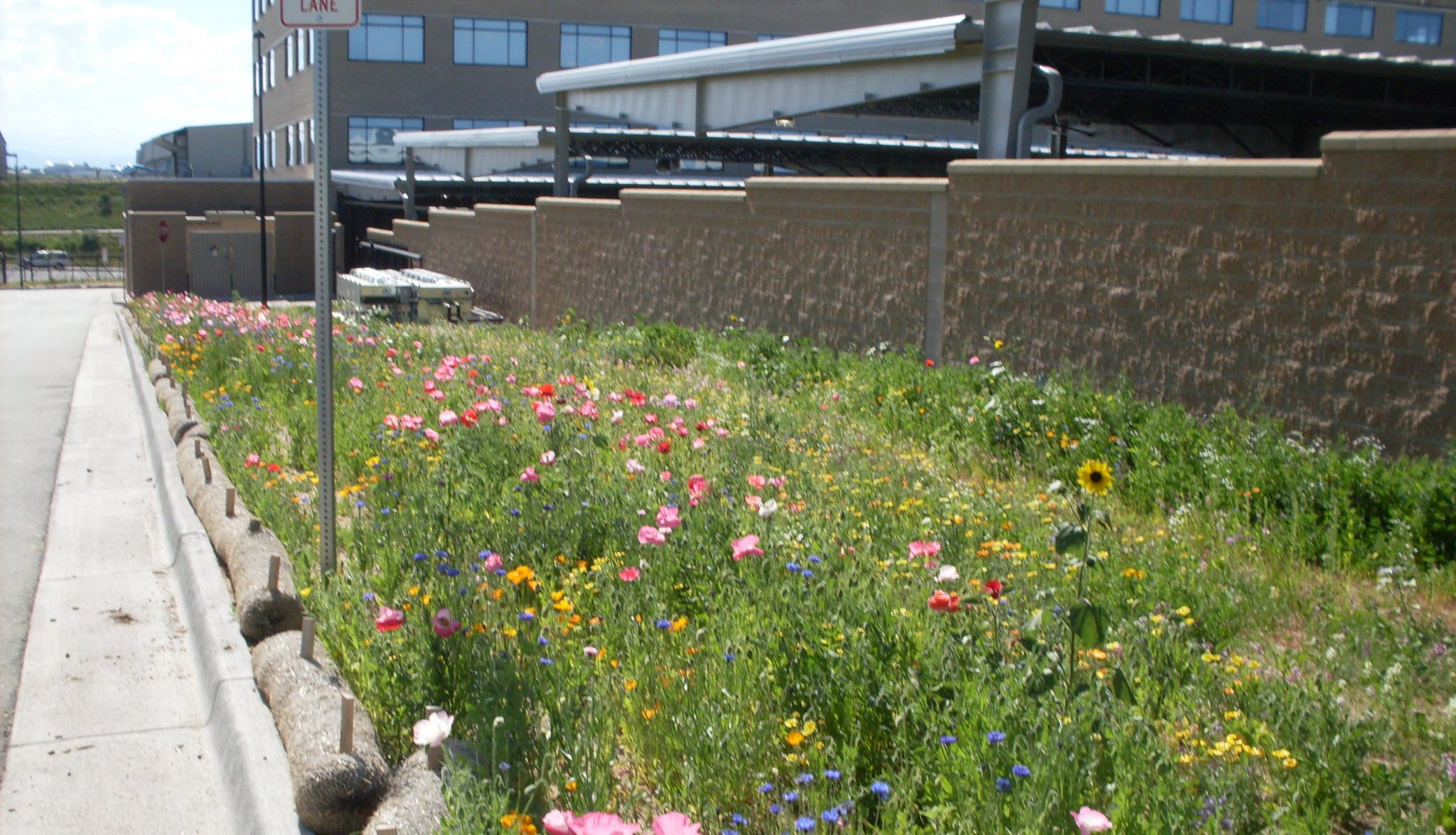 Our Wildflowers DEA Bld Easter Rd Centennail Cropped